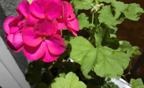 Чтобы герань зацвела шапками к Новому году, ей нужен не полив, а эликсир жизни — простой рецепт