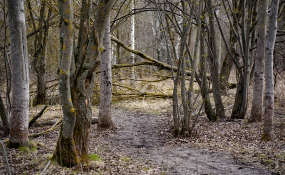 Кора деревьев — скрытый фильтр планеты: микробы очищают воздух от токсичных газов Кора деревьев — скрытый фильтр планеты: микробы очищают воздух от токсичных газов