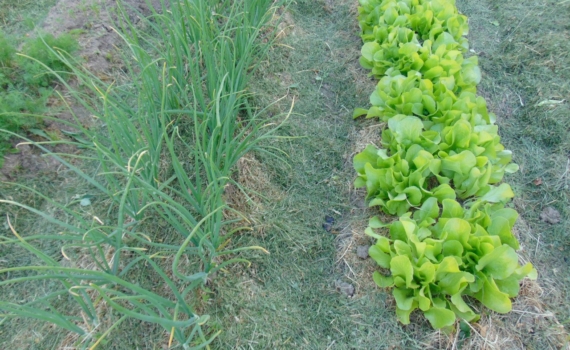 Шифер на грядках: ограждать или нет? Вопрос удобства и безопасности на участке Шифер на грядках: ограждать или нет? Вопрос удобства и безопасности на участке